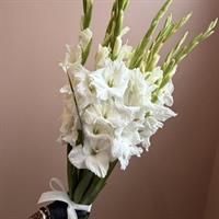 Bouquet of 11 white gladioli - White Waltz photo report 4