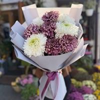 9 Vienna chrysanthemums -Autumn Fancy photo report 1