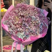 Beauty gypsophila photo report 1