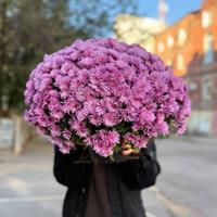 Хризантема в горшке фотоотчет 1