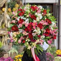 101 alstroemeria photo report 3
