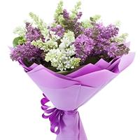 9 гілок бузку 9 гілок бузку