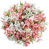 15 гілок альстромерії 15 гілок альстромерії