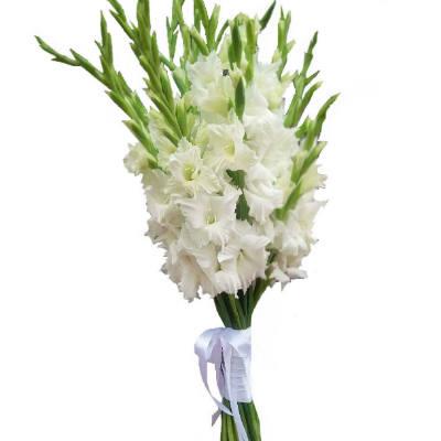 11 чудових білих гладіолусів 11 чудових білих гладіолусів