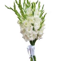 11 чудових білих гладіолусів 11 чудових білих гладіолусів