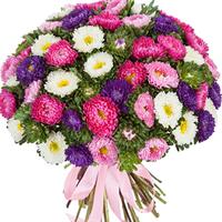 51 різнобарвна астра 51 різнобарвна астра