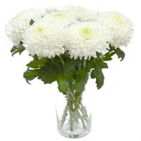 7 whitesnow chrysanthemum