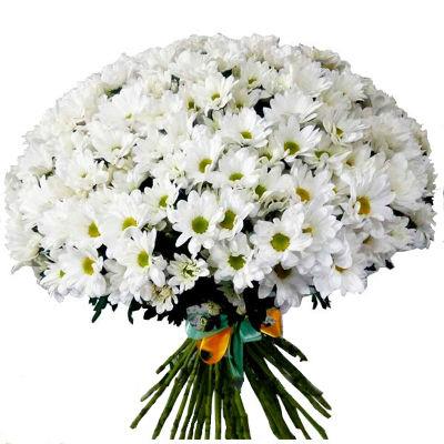 Stunning bouquet of 101 chrysanthemums Stunning bouquet of 101 chrysanthemums