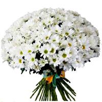 Stunning bouquet of 101 chrysanthemums