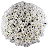 Stunning bouquet of 101 chrysanthemums Stunning bouquet of 101 chrysanthemums