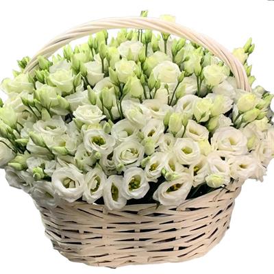 Beautiful composition of 25 stems of eustomas Beautiful composition of 25 stems of eustomas