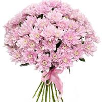 9 розовых кустовых хризантем