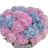 Шикарная композиция из 25 гортензий