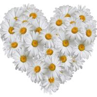 Heart of daisies