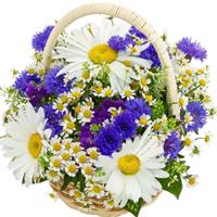 Charming basket with daisies and cornflowers