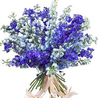 Delphinium bouquet