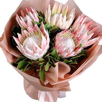 Exotic bouquet of 5 proteas Exotic bouquet of 5 proteas
