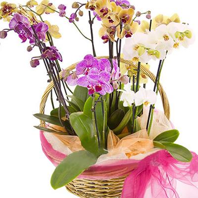 5 orchids in the basket 5 orchids in the basket