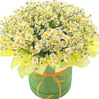 Композиція в коробочці з польовими ромашками Композиція в коробочці з польовими ромашками