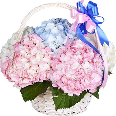 Basket with airy hydrangeas Basket with airy hydrangeas