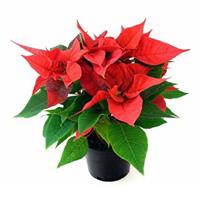Різдвяна квітка пуансетія Різдвяна квітка пуансетія