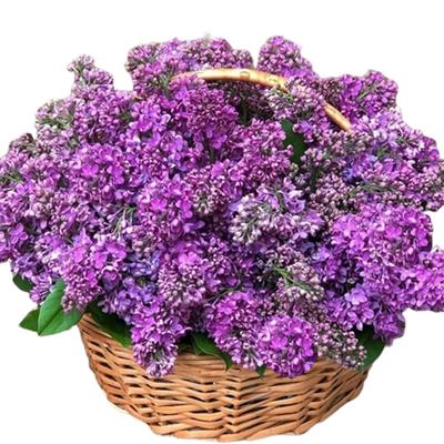 Basket with lilacs Basket with lilacs