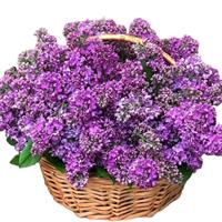 Basket with lilacs