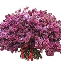 Lush and fragrant bouquet of 101 lilac branches