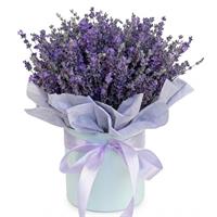 Airy arrangement of 5 lavender stems in a box