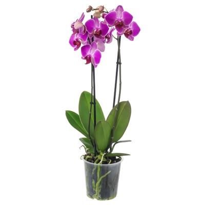 Бонсай Бонсай