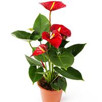 Anthurium