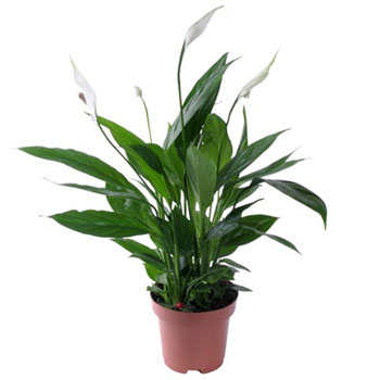 Spathiphyllum Spathiphyllum