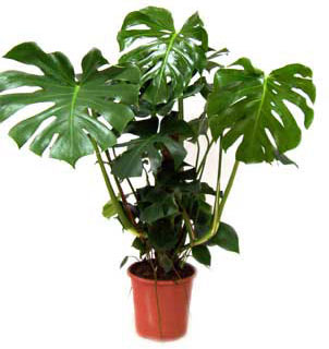 Monstera Monstera