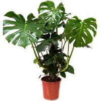 Монстера, monstera