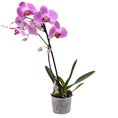Орхидея фаленопсис, Phalaenopsis orchid