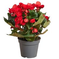 Бегония, begonia Бегония, begonia
