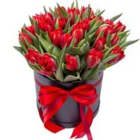 25 тюльпанов красного цвета, в коробке