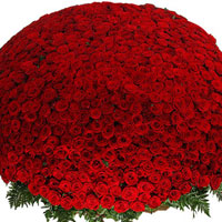 1001 роза красного цвета