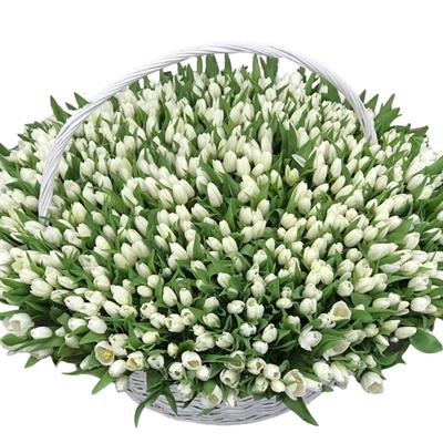Giant basket of 501 white tulips Giant basket of 501 white tulips