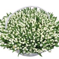 Гигантская корзина из 501 белого тюльпана