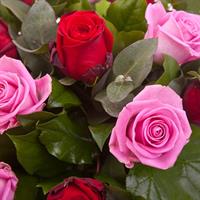 Bouquet of red and pink roses Bouquet of red and pink roses