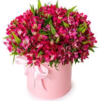 Bright composition of 35 alstroemeria 