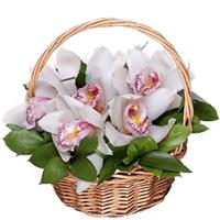 Orchid in the original basket