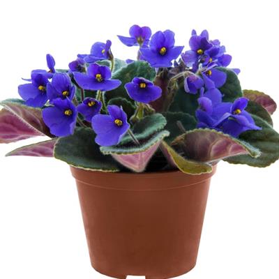 Potted violet Potted violet