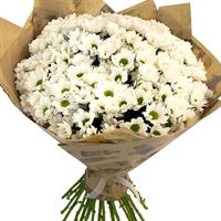 Bouquet of 15 chrysanthemus