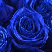 101 синя троянда