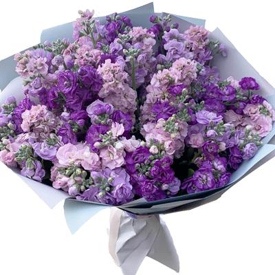 Gorgeous bouquet of 51 matthiola - Twilight Fragrance Gorgeous bouquet of 51 matthiola - Twilight Fragrance