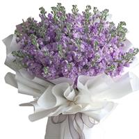 Gorgeous bouquet of 51 matthiola