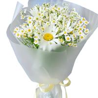 Gentle bouquet of daisies