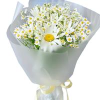 Gentle bouquet of daisies Gentle bouquet of daisies